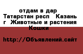 отдам в дар - Татарстан респ., Казань г. Животные и растения » Кошки   